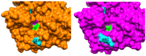 Représentation en surface des structures OXA-232 (orange) et OXA-48 (magenta). OXA-232 présente 5 mutations par rapport à OXA-48, dont 2 sont situées dans la proximité du site actif et sont colorées en cyan : Ser214 et Ala104 dans OXA-232 et Arg214 et Thr104 dans OXA-48. La Ser70 dans le site actif est colorée en vert.