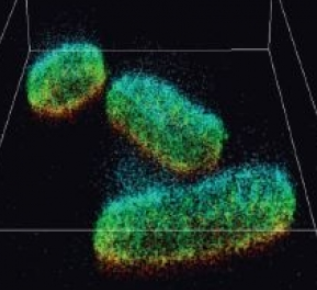 Une nouvelle méthode de microscopie pour observer les mécanismes cellulaires!